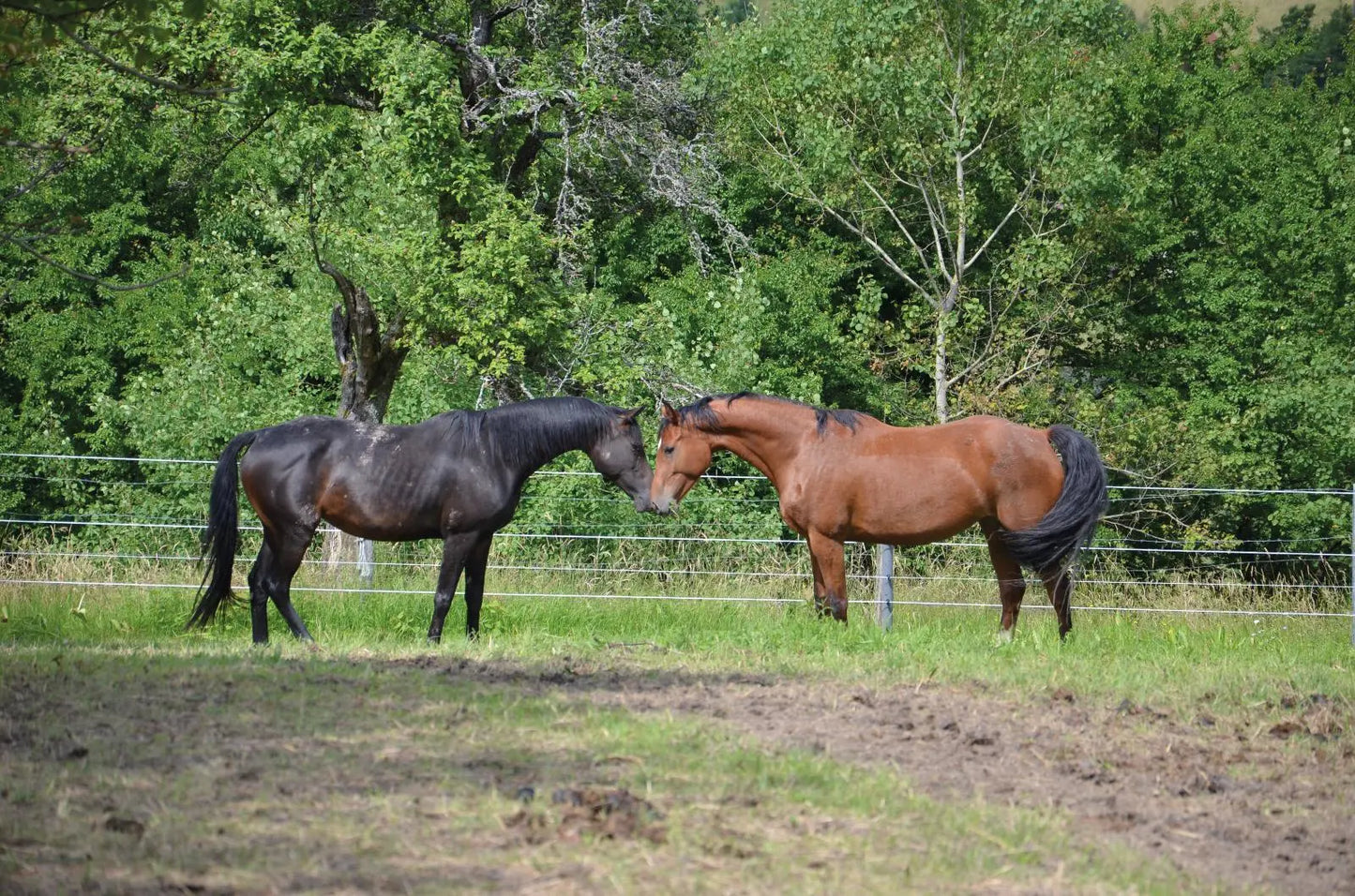 Rundpfosten aus Kunststoff Horses Home