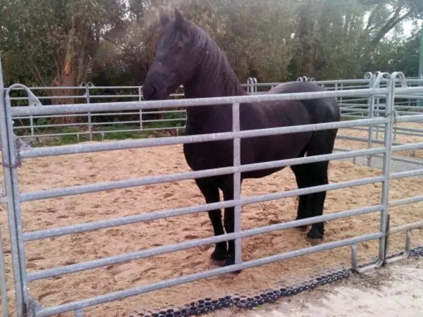 Rasengitterplatte Horses Home