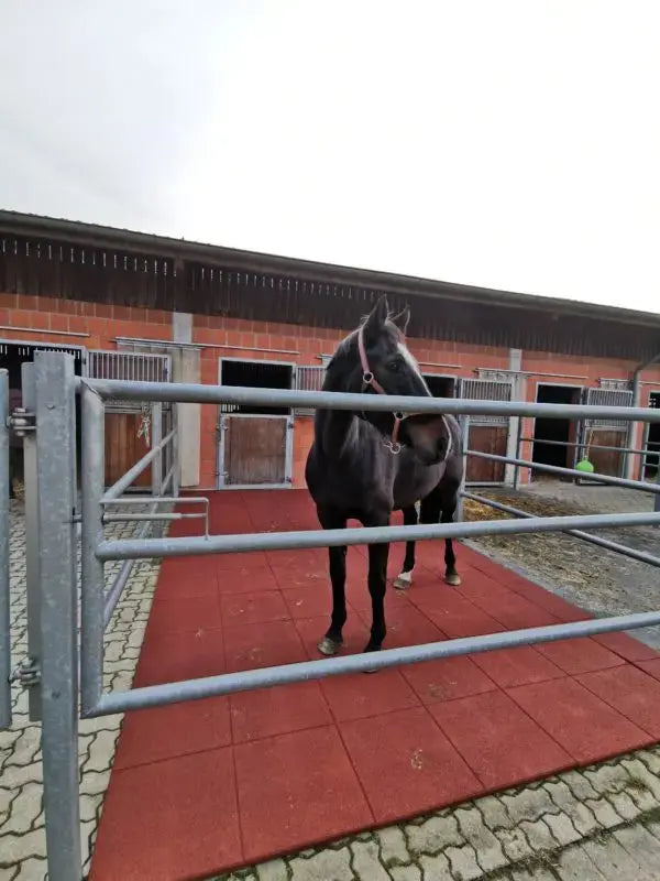 INB® Softmatte Steedmat Horses Home